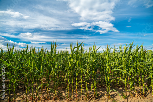 zielone pole kukurydzy z błękitnym podobnym niebem w tle