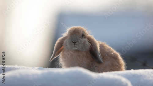 pygmy rabbit in the snow