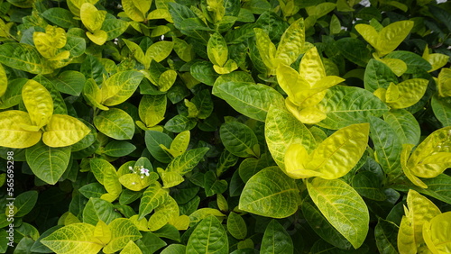 Closeup of fresh green lush leaves of Pseuderanthemum carruthersii known as Carruthers falseface