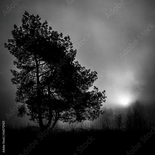 Stare drzewa, mroczne kolory, czarne chmury