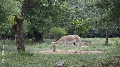 Beautiful Indian Wild ass also known as Equus hemionus khur, onager, Ghudkhur and Khur