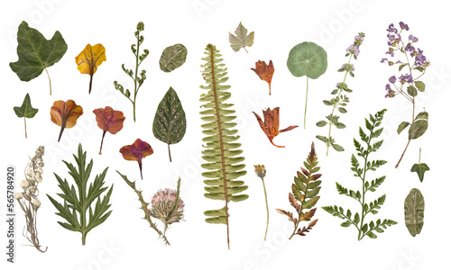 Herbarium dried flowers isolated on a white background Vol.3