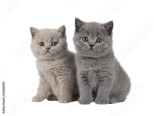 Sweet duo of British Shorthair cat kittens, sitting beside each other. Looking towards camera. Isolated cutout on a transparent background.