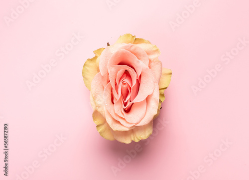 Erotic metaphor. Rose bud with petals resembling vulva. Beautiful flower as background, closeup