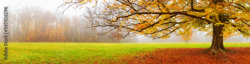 Autumn landscape, panorama - view of a foggy autumn park with fallen leaves in the early morning, banner with copy space for text