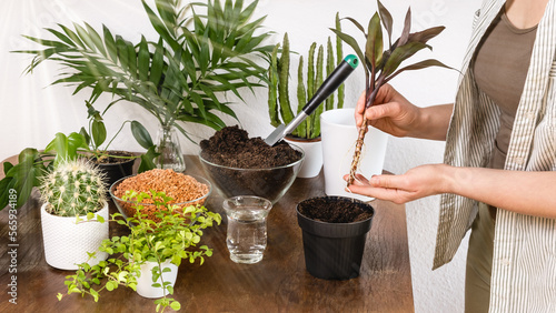Female gardener holds indoor palm with roots before planting in flowerpot with fertile soil on wooden table. Gardening concept. DIY home garden of flowers, plants and cacti