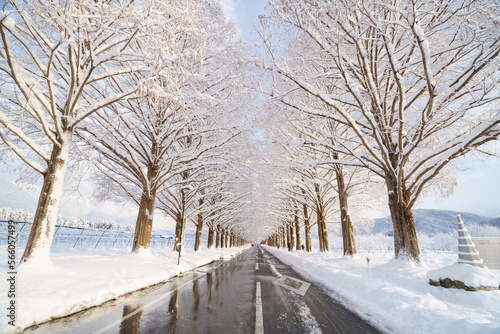 冬、雪のメタセコイヤ並木 Metasequoia trees in winter and snow,Shiga,Jpan（滋賀県 高島市 マキノ）