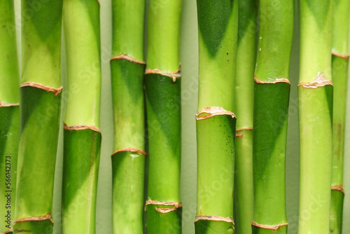 Green bamboo stems as background, closeup