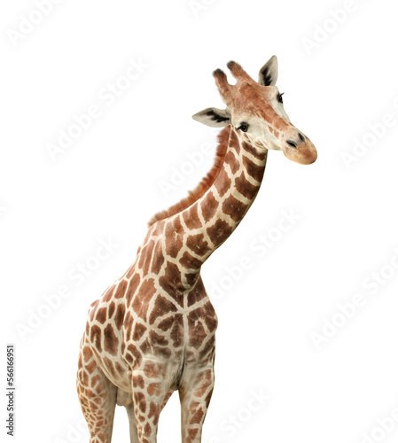 Cute nosy giraffe. Isolated on white background