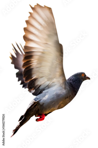 black headed pigeon