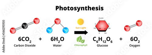 Photosynthesis equation with molecular models. Biochemical process used by plants responsible for producing the oxygen O2. Sugars are synthesized from carbon dioxide CO2, and water H2O.