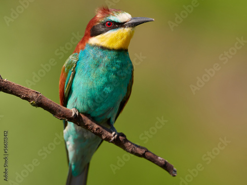 Motley European bee-eater on a natural blurred background