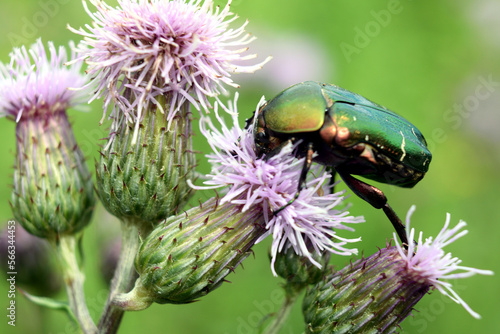Zielony błyszczący chrząszcz siedzący na kwiatku. 