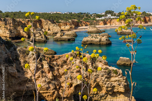 Klify w Portugalii na plażach w okolicach Portimao