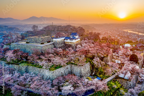 鶴山公園の津山城と桜の朝