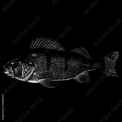 Perch Fish hand drawing vector isolated on black background.
