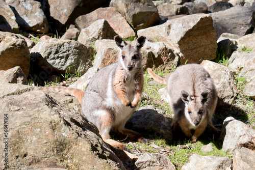 the yellow footed rock wallaby is is an Australian marsupial