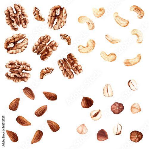 Walnut, almond, hazelnut and cashew nuts collection. Watercolor illustration isolated on white background