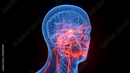 3D rendered medical illustration of a man's cranial nerves