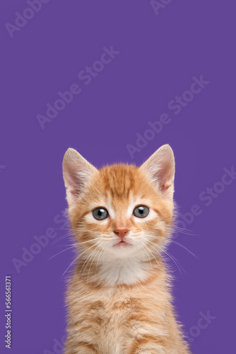 Portrait of an adorable ginger kitten looking at the camera on a bright blue background with space for copy