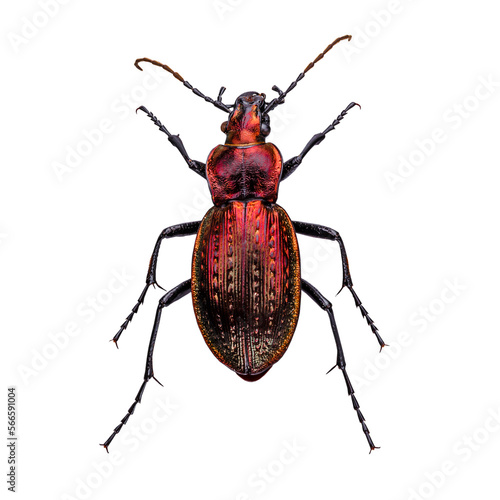 European ground beetle