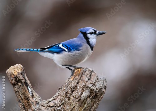 blue jay