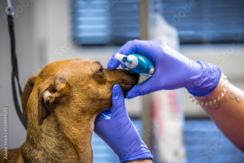 Grooming, dog spa