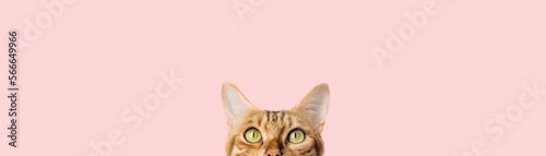 Beautiful funny bengal cat peeks out from behind a pink table