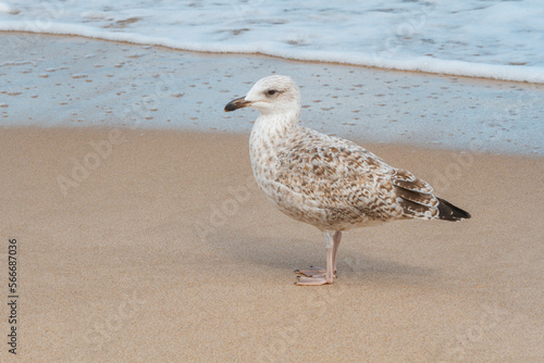 Mewa nad morzem | Seagull next to the sea