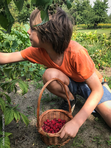 Chłopiec w wiosennym ogrodzie zbierający świeże owoce i warzywa, buraki, pomidory i maliny