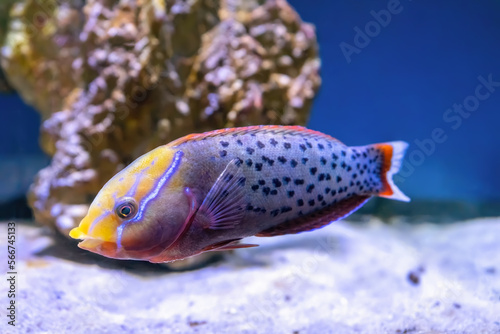 Bright beautiful fish Queen coris, Coris formosa swimming in aquarium. Tropical fish on the background of aquatic coral reef in oceanarium pool