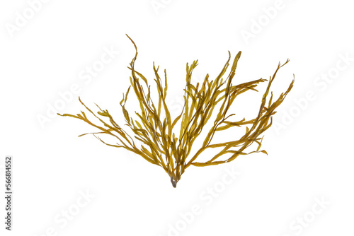 Dictyota dichotoma seaweed isolated transparent png. Brown alga branch.