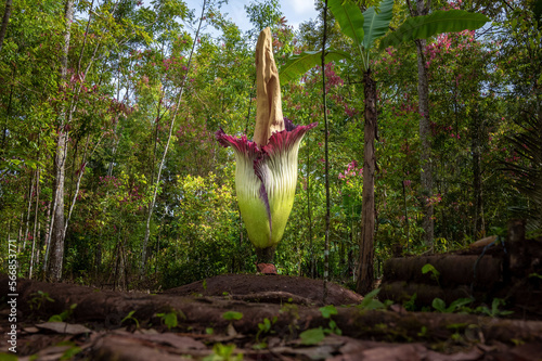 corpse flower or Amorphophallus titanum in forest
