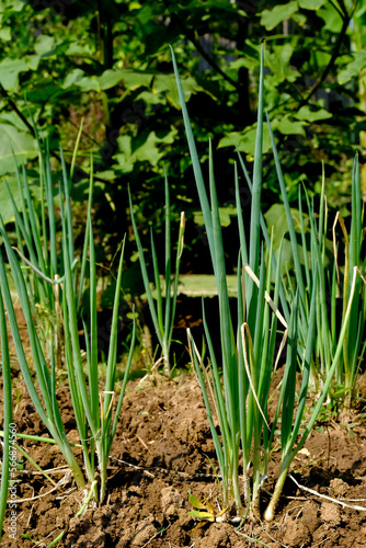 green onions growing in the garden. spring vegetables.