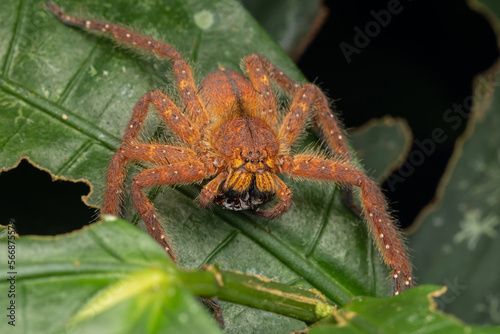 Nature Macro image of a Beautiful male David Bowie Huntsman Spider