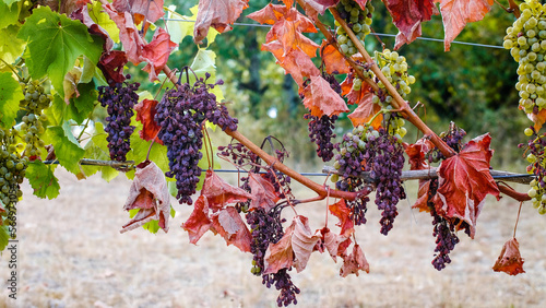 abnormal drought in France grape harvest failure