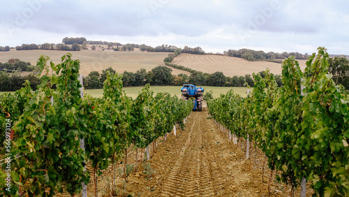 merlot grapes mechanized harvesting in France