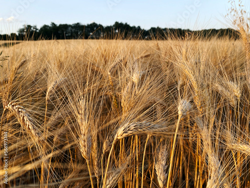 organic ripe wheat in gers season 2022