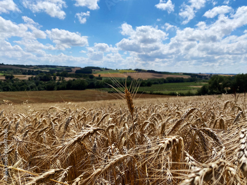 wheat fields in summer of 2022. beginning of harvest