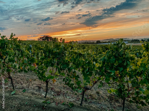 autumn grape field on background of sunset
