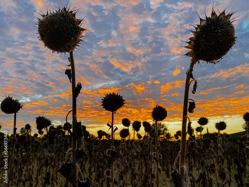 field ripe sunflowers on background of fantastic sunset