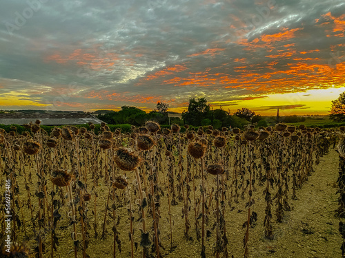 field dried sunflowers on background of sunset