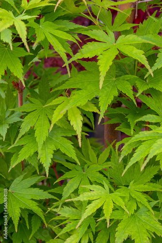 close up of green leaves of acer palmatum, Japanese Maple