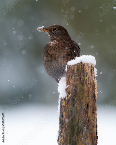 female blackbird In the snow 