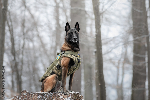 Dog armor. Dog in a bulletproof vest. Belgian Shepherd Malinois portrait outdoor. Working dog. Guard dog. Ukraine flag