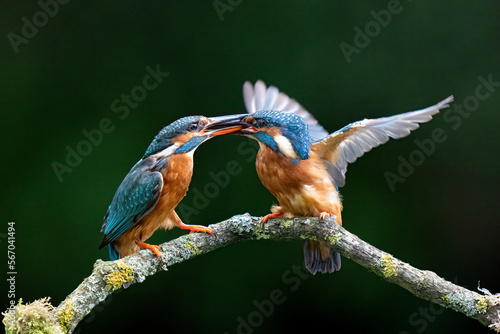 kingfishers fighting 