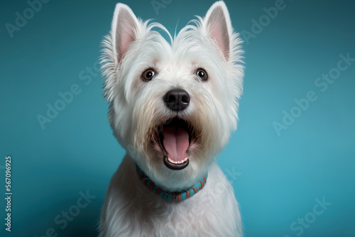 Studio portrait of a west highland white terrier dog, concept of Pet Photography and White Terrier, created with Generative AI technology