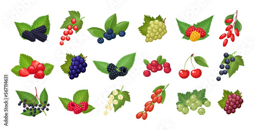 Set of vector berries isolated on white background