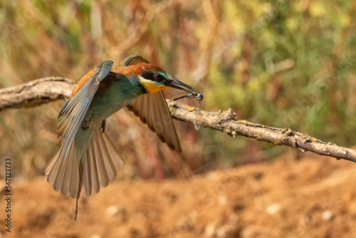 European bee-eater or Merops apiaste flies with dragongly kill