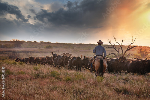 Texas Cowboy